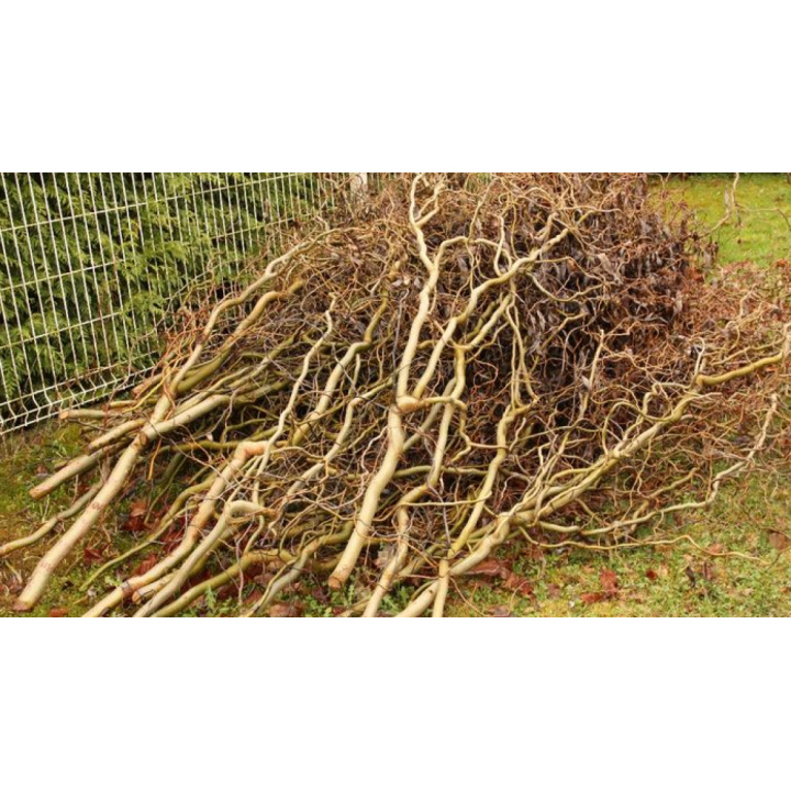 Menšia fotka pre článok Jarný  jednorazový  zber konárov v obci Horovce