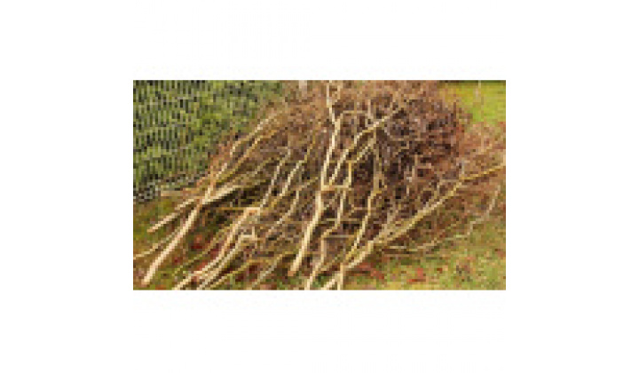 Fotka pre článok Jarný zrez konárov