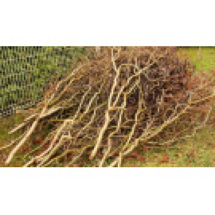 Menšia fotka pre článok Jarný zrez konárov