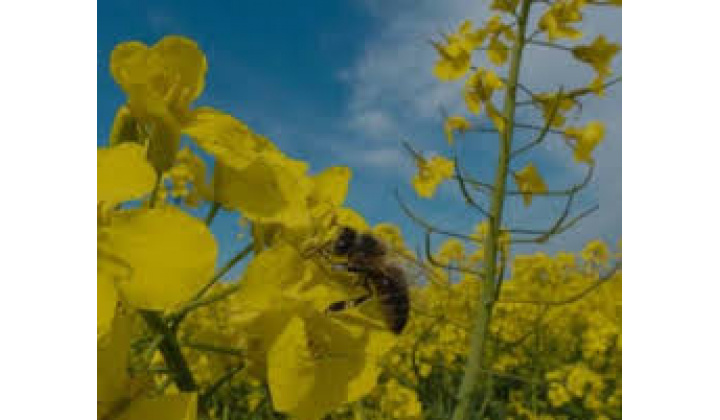 Fotka pre článok Oznam pre chovateľov  včiel !!!!