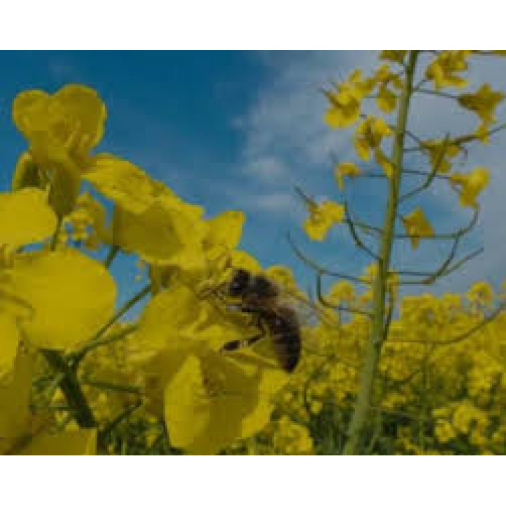 Menšia fotka pre článok Oznam pre chovateľov  včiel !!!!